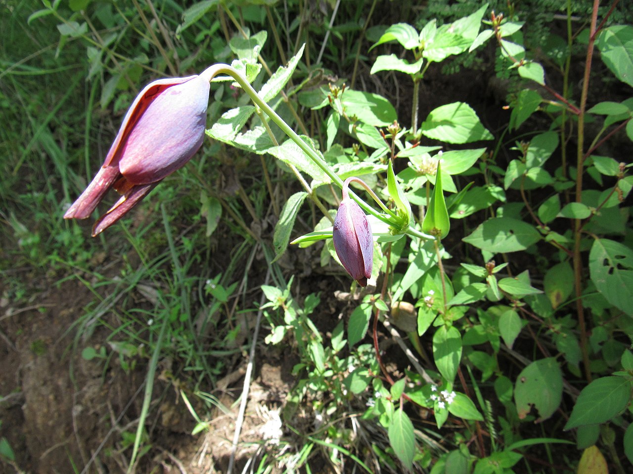 Calochortus purpureus: Calochortus purpureus. Species of plant.
