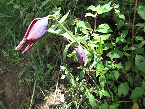 Calochortus purpureus: Calochortus purpureus. Species of plant.