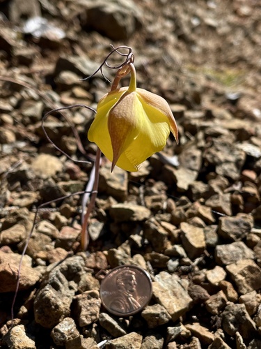 Cedars mariposa lily (Calochortus raichei)