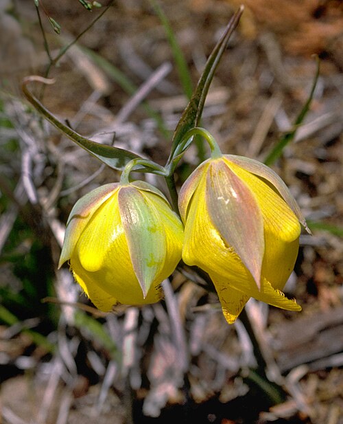 Cedars mariposa lily: Calochortus raichei (Cedars mariposa lily). Named for Roger Raiche, this rare globe lily is known from serpentine habitats in Sonoma County, California, and is