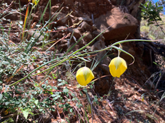 Cedars mariposa lily (Calochortus raichei)