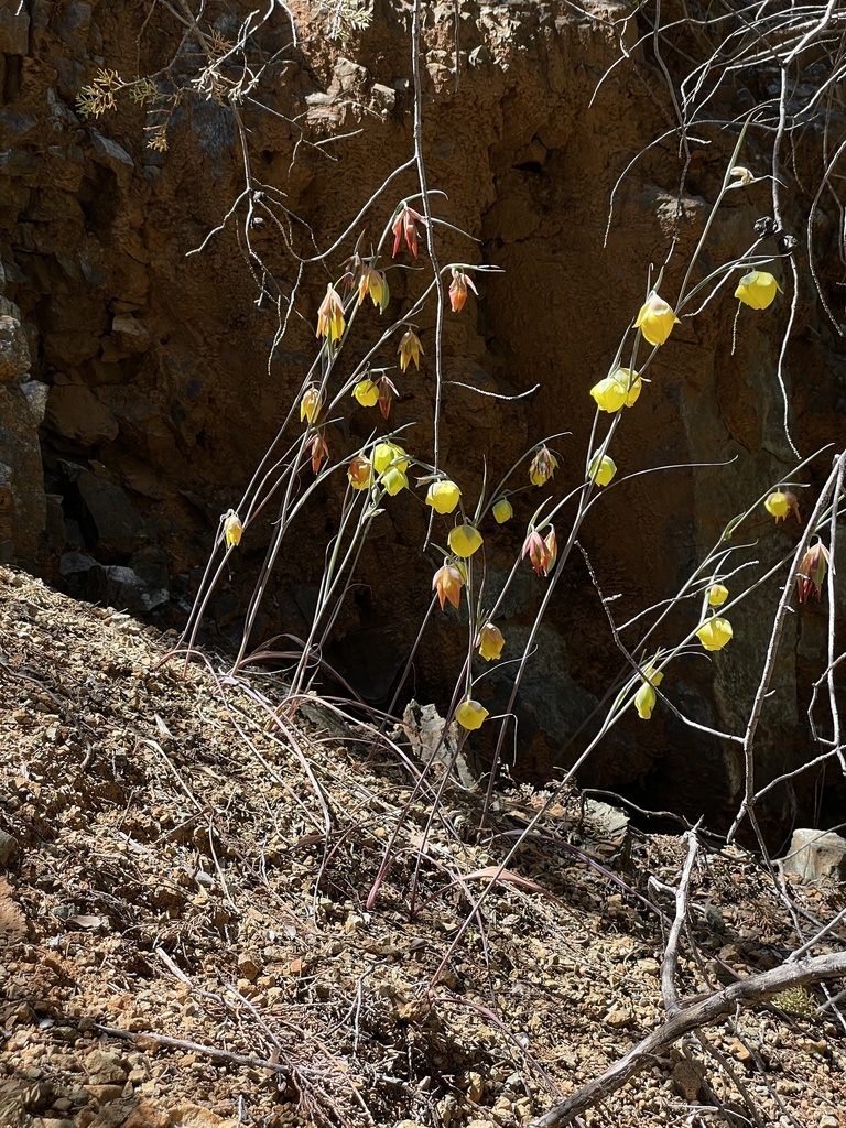 Cedars mariposa lily (Calochortus raichei)