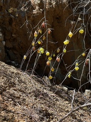 Cedars mariposa lily (Calochortus raichei)