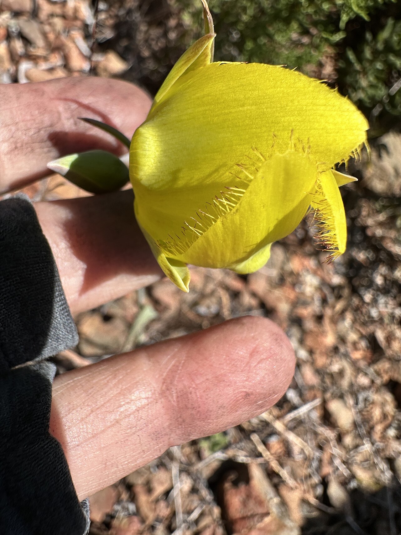 Cedars mariposa lily: The Cedars fairy-lantern ( Calochortus raichei ) in the United States