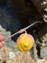 Cedars mariposa lily (Calochortus raichei)