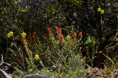 Cedars mariposa lily (Calochortus raichei)