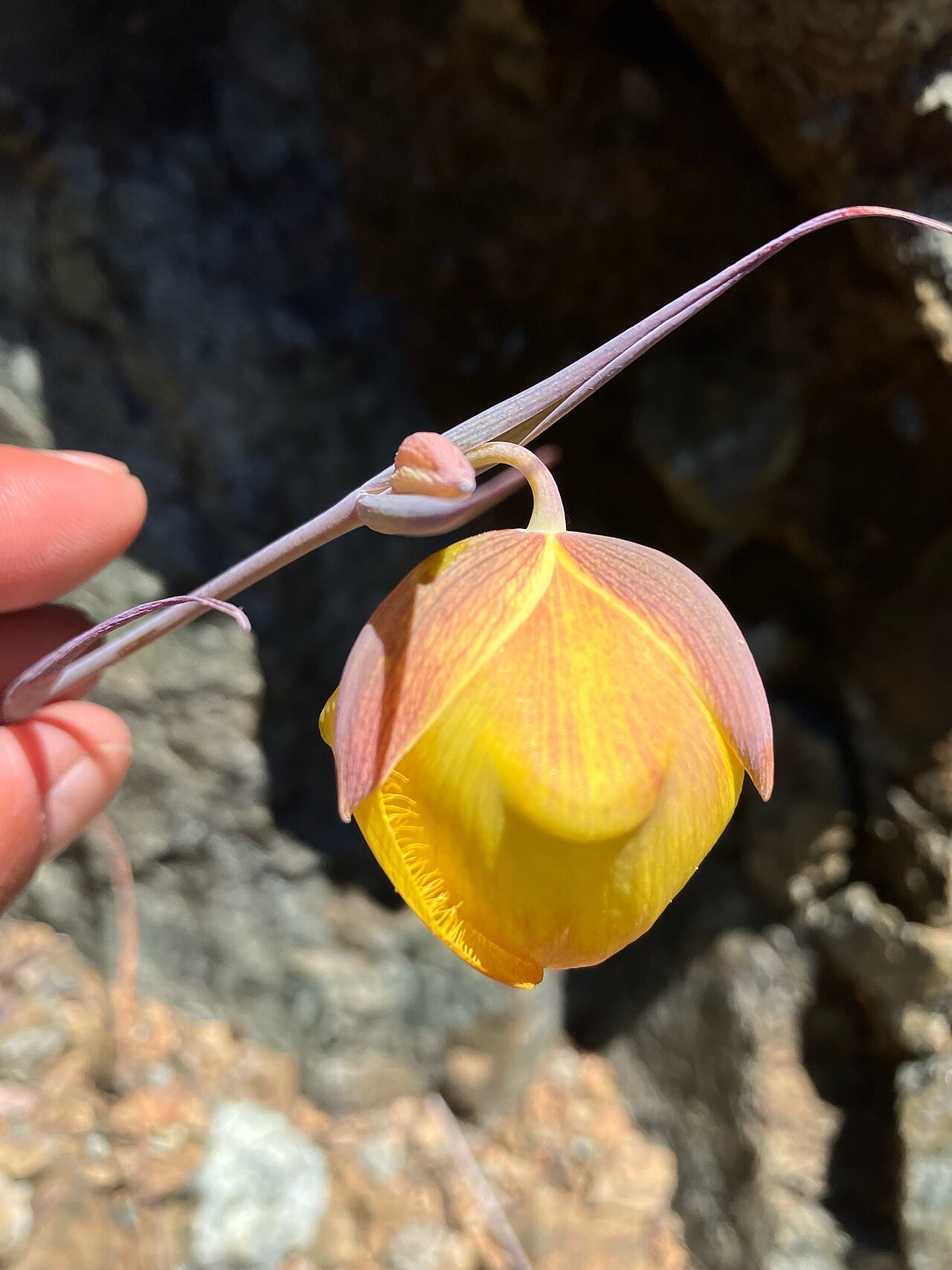 Cedars mariposa lily: The Cedars fairy-lantern ( Calochortus raichei ) in the United States