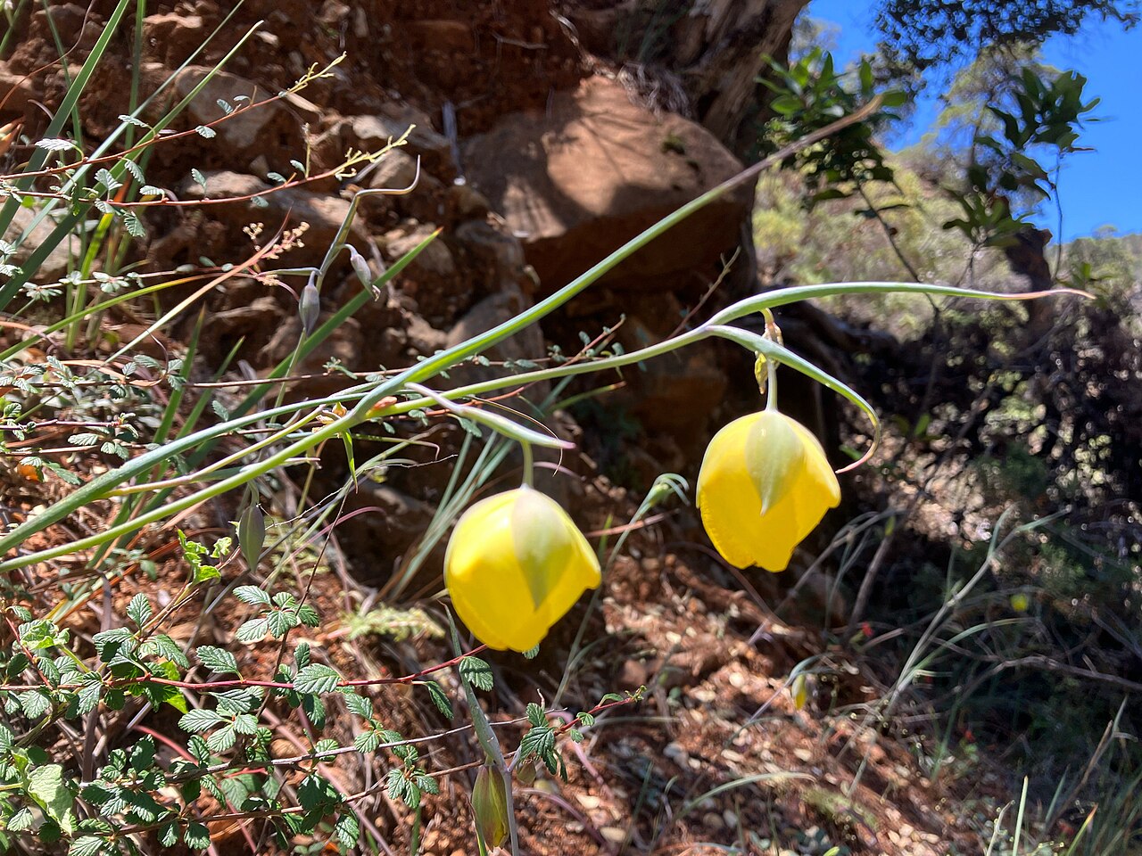 Cedars mariposa lily: The Cedars fairy-lantern ( Calochortus raichei ) in the United States