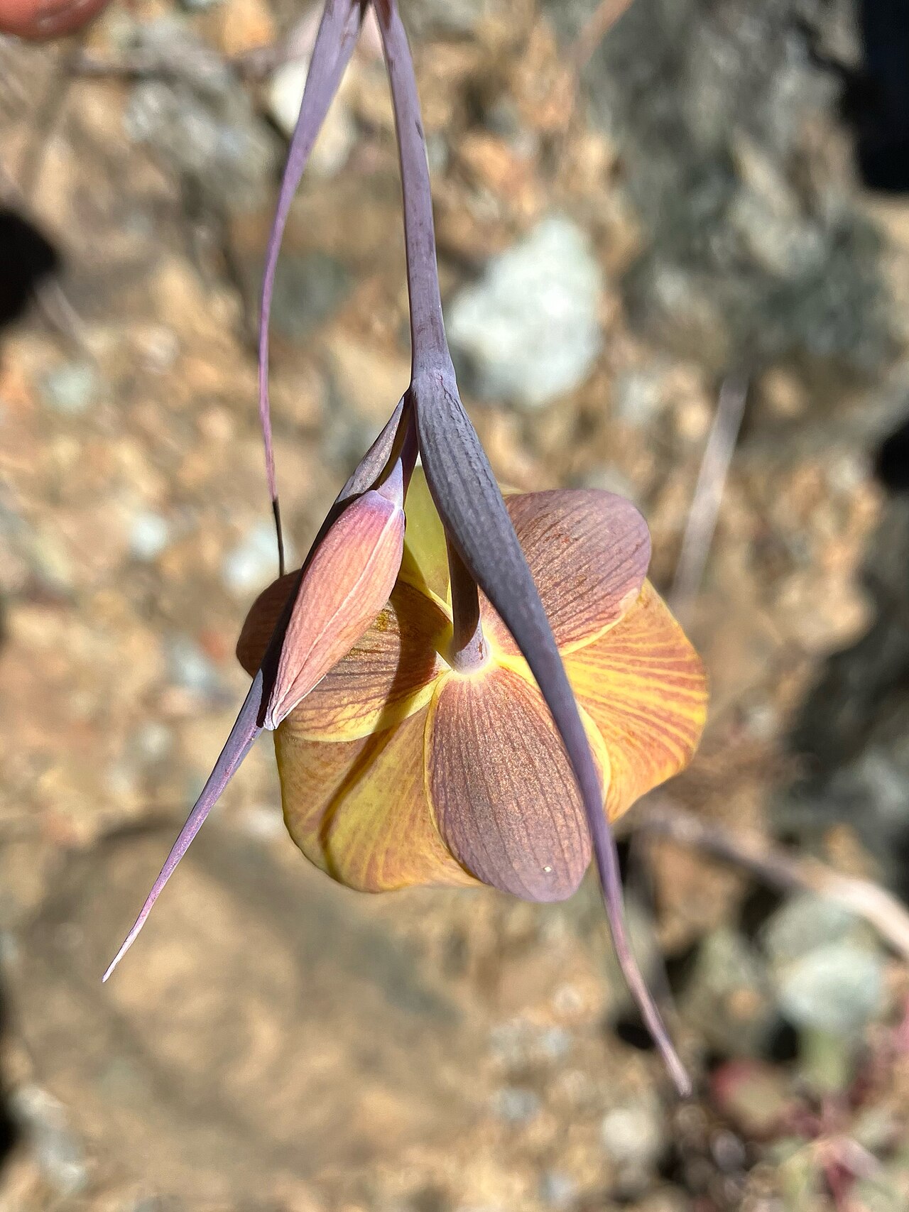 Cedars mariposa lily: The Cedars fairy-lantern ( Calochortus raichei ) in the United States