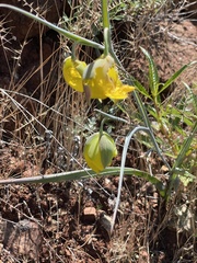 Cedars mariposa lily (Calochortus raichei)