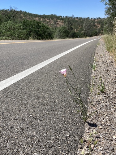 San Luis Obispo mariposa lily (Calochortus simulans)