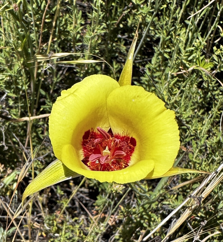 San Luis Obispo mariposa lily (Calochortus simulans)