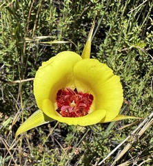San Luis Obispo mariposa lily (Calochortus simulans)