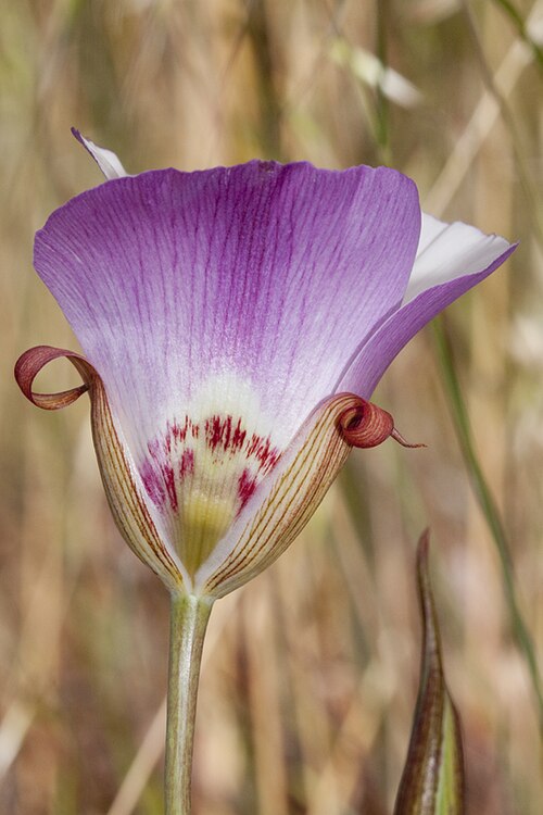 San Luis Obispo mariposa lily: Calochortus simulans . Chimineas Ecological Reserve, San Luis Obispo Co., CA USA May 13. View On Black