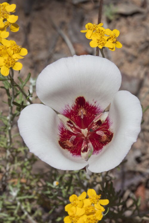 San Luis Obispo mariposa lily: Calochortus simulans , Pozo Rd., San Luis Obispo Co., CA
