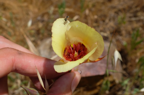 San Luis Obispo mariposa lily (Calochortus simulans)