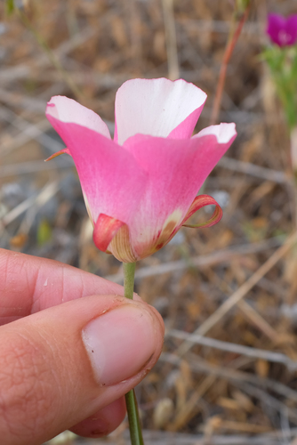 San Luis Obispo mariposa lily (Calochortus simulans)