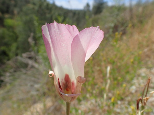 San Luis Obispo mariposa lily (Calochortus simulans)