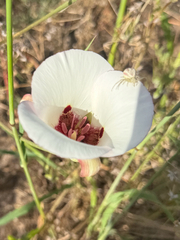 San Luis Obispo mariposa lily (Calochortus simulans)