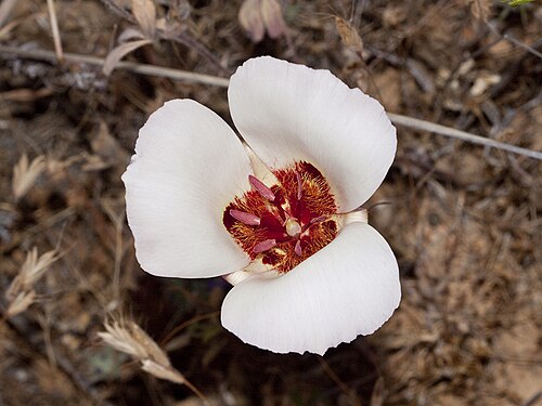 San Luis Obispo mariposa lily: Calochortus simulans . Chimineas Ecological Reserve, San Luis Obispo Co., CA USA May 13