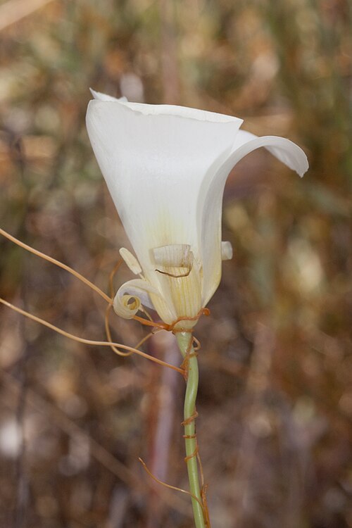 San Luis Obispo mariposa lily: Calochortus simulans . Aberrant, "yellow" individual. Chimineas Ecological Reserve, San Luis Obispo Co., CA USA May 13