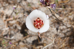San Luis Obispo mariposa lily (Calochortus simulans)