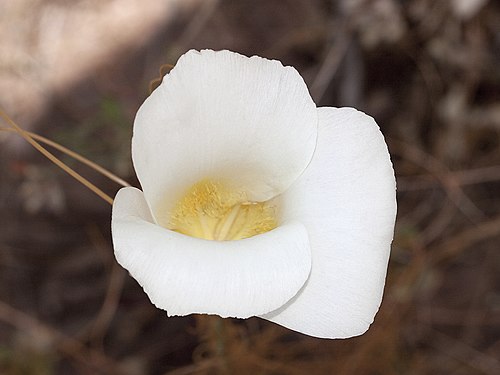 San Luis Obispo mariposa lily: Calochortus simulans . Aberrant, "yellow" individual. Chimineas Ecological Reserve, San Luis Obispo Co., CA USA May 13
