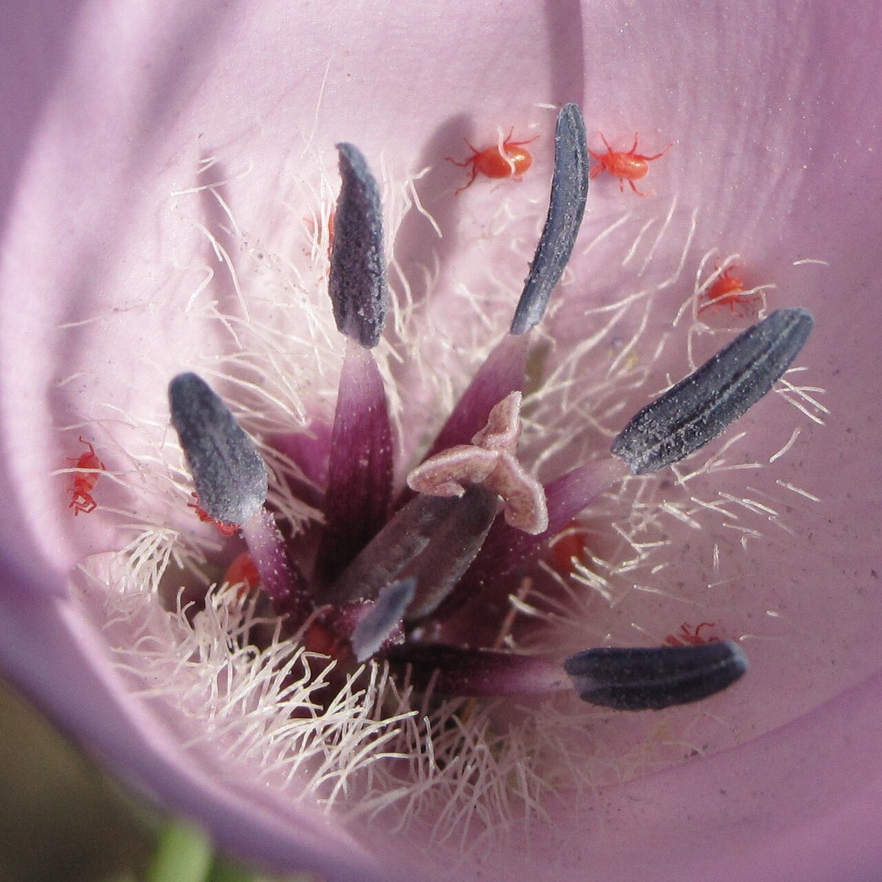 Splendid mariposa lily: Calochortus splendens — Splendid Mariposa lily; flower with red spider mites. Location: Top of hill northeast of Villa Park Dam, City of Orange, Orange County,