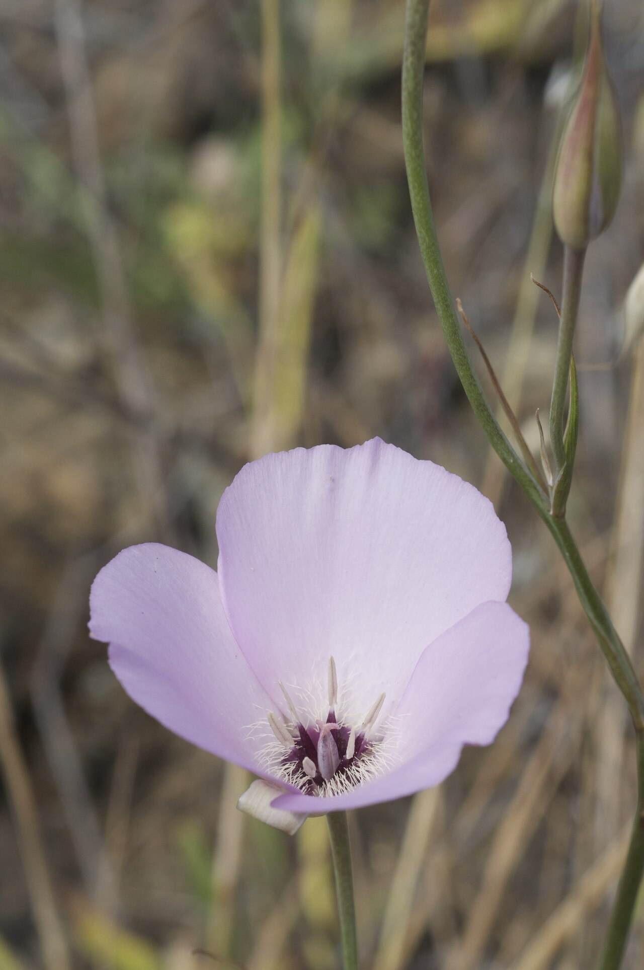 Splendid mariposa lily: Calochortus splendens — Splendid Mariposa lily. Photographed along County Road 306, southern Glenn County, Inner Northern California Coast Ranges , northern Cal
