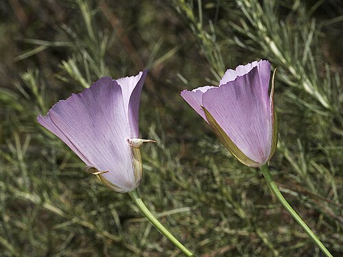 Splendid mariposa lily: Calochortus splendens — Splendid Mariposa lily. At Hi Mtn. Road, Los Padres National Forest, Santa Lucia Mountains, San Luis Obispo County, California. May 26