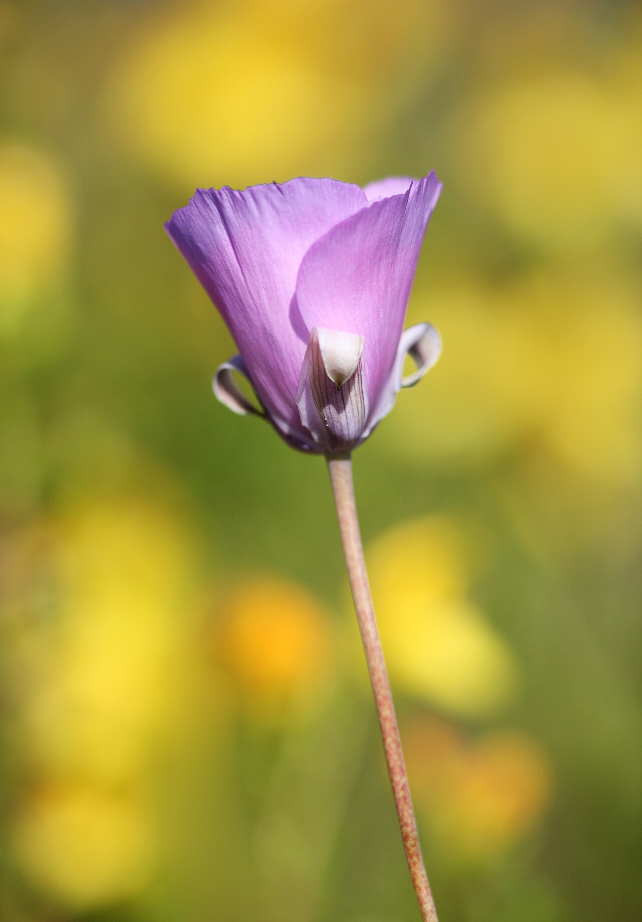 Splendid mariposa lily: Calochortus splendens — Splendid Mariposa lily. In Southern California.