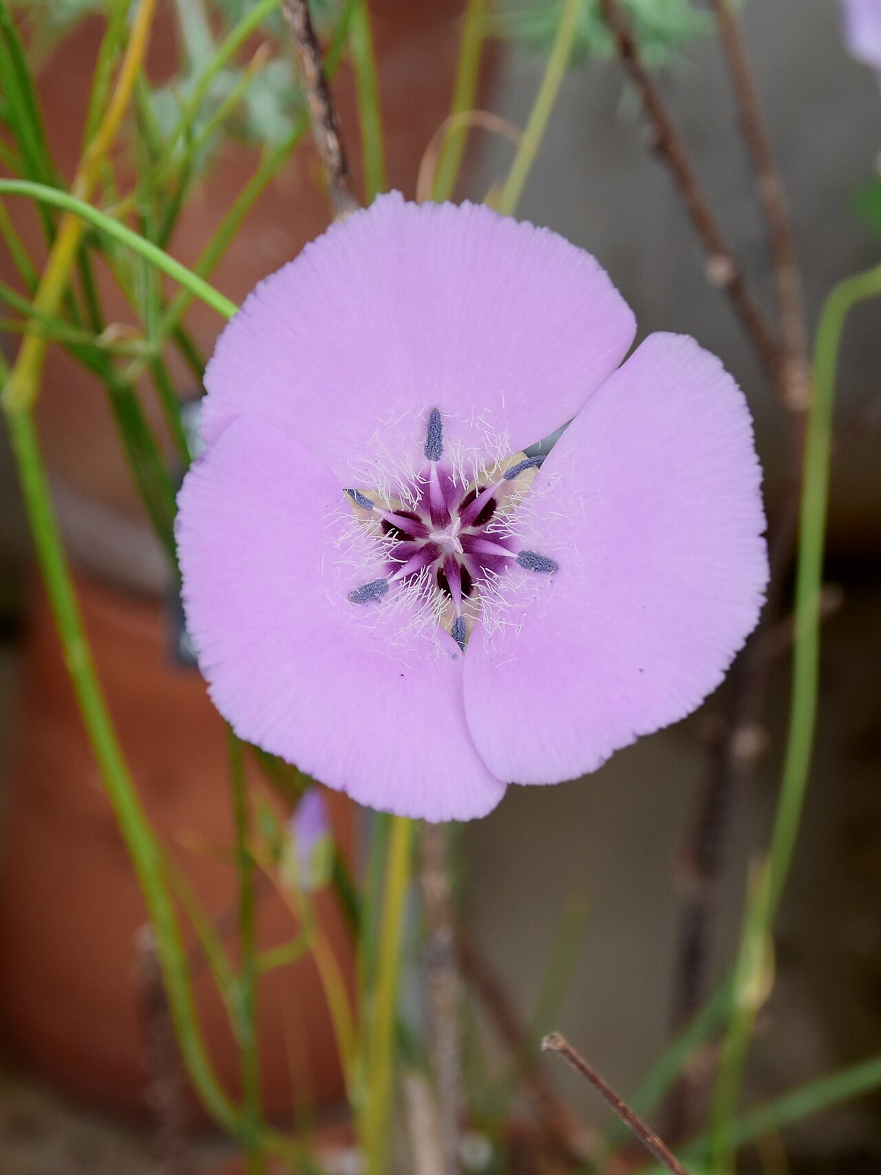 Splendid mariposa lily: Calochortus splendens SPLENDID MARIPOSA LILY. Royal Botanic Gardens, Kew.