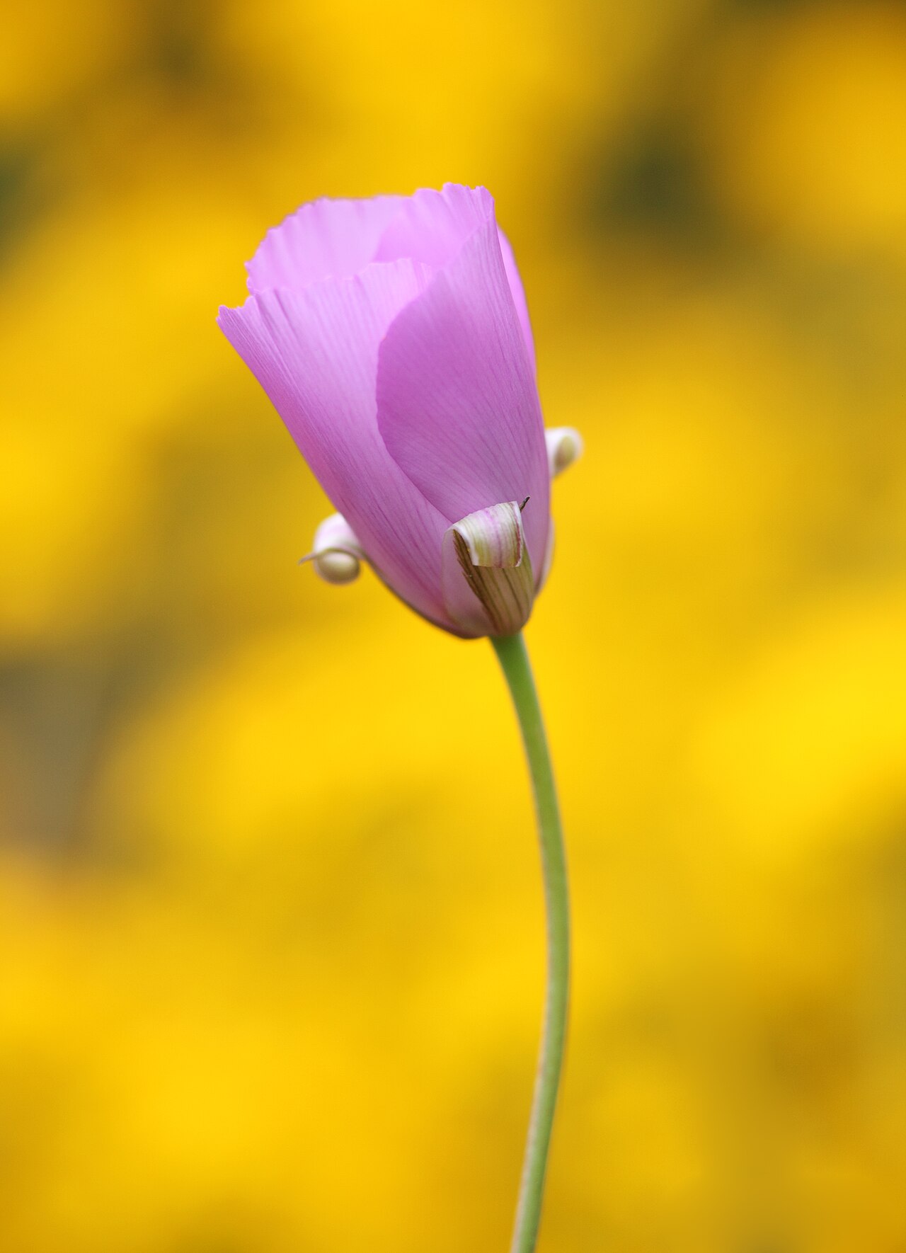 Splendid mariposa lily: Calochortus splendens — Splendid Mariposa lily. In Southern California.