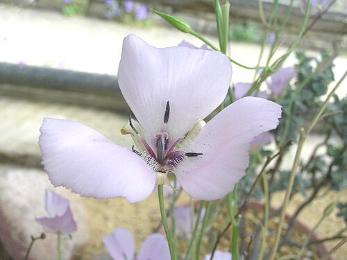 Splendid mariposa lily: 蝶花百合 Calochortus splendens [英格蘭 Wisley Gardens, England]