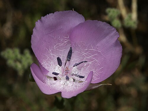 Splendid mariposa lily: Calochortus splendens — Splendid Mariposa lily. At Hi Mtn. Road, Los Padres National Forest, Santa Lucia Mountains, San Luis Obispo County, California. May 26,