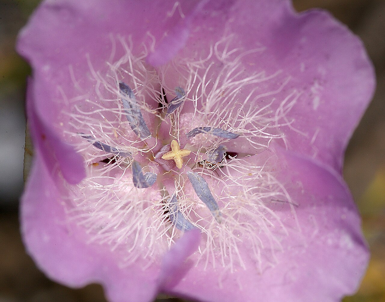 Splendid mariposa lily: CALIFORNIA - FLOWERS of San Luis Obispo Co THE CARRIZO PLAIN