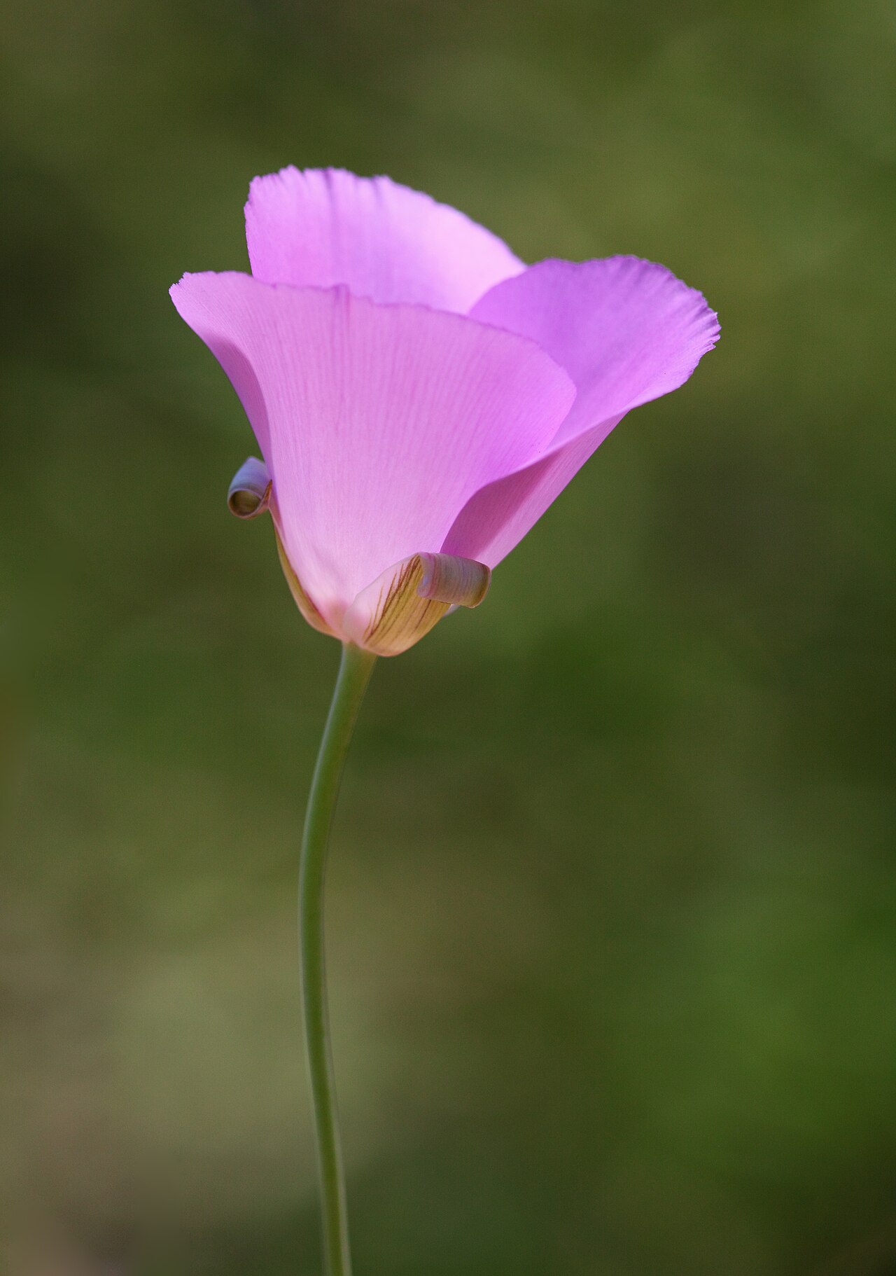 Splendid mariposa lily: Calochortus splendens — Splendid Mariposa lily. In Southern California.