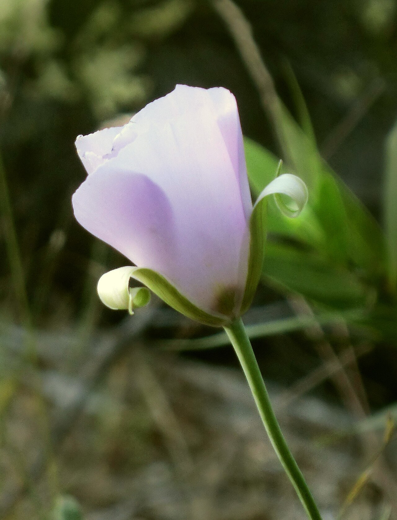Splendid mariposa lily: Calochortus splendens — Splendid Mariposa lily. On the Blue Ridge Trail, Stebbins Cold Canyon Reserve , Inner Northern California Coast Ranges , California.