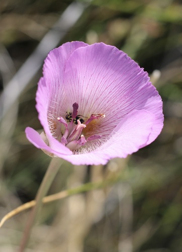 Alkali mariposa lily (Calochortus striatus)