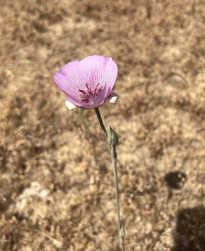 Alkali mariposa lily (Calochortus striatus)