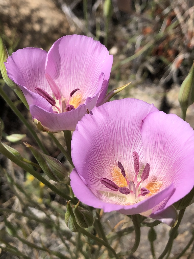 Alkali mariposa lily (Calochortus striatus)