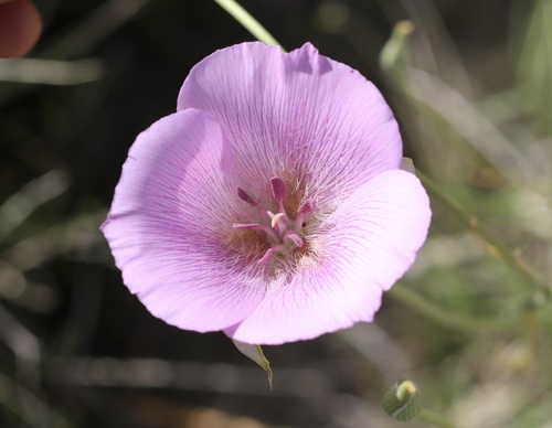 Alkali mariposa lily (Calochortus striatus)