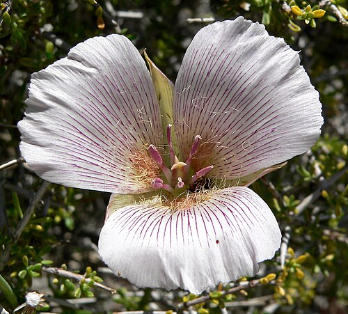 Alkali mariposa lily: Photo of Calochortus striatus (alkali Mariposa lily) in Calico Basin west of Las Vegas, Nevada
