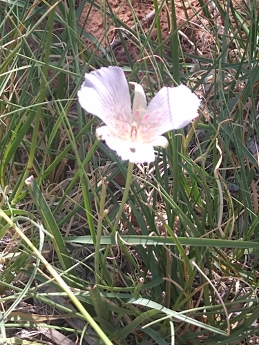 Alkali mariposa lily (Calochortus striatus)
