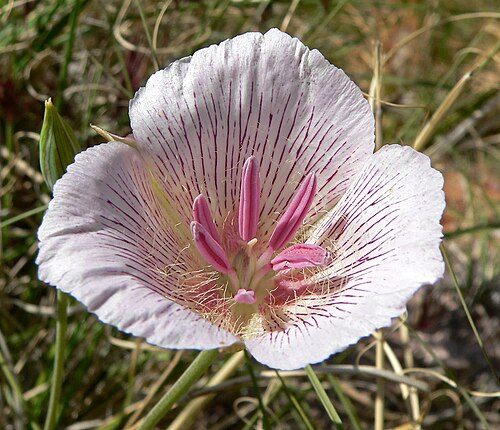 Alkali mariposa lily: Photo of Calochortus striatus (alkali Mariposa lily) in Calico Basin west of Las Vegas, Nevada