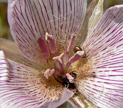 Alkali mariposa lily: Photo of Calochortus striatus (alkali Mariposa lily) in Calico Basin west of Las Vegas, Nevada