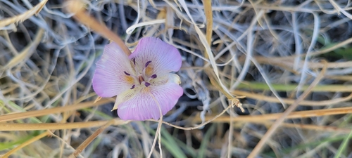 Alkali mariposa lily (Calochortus striatus)