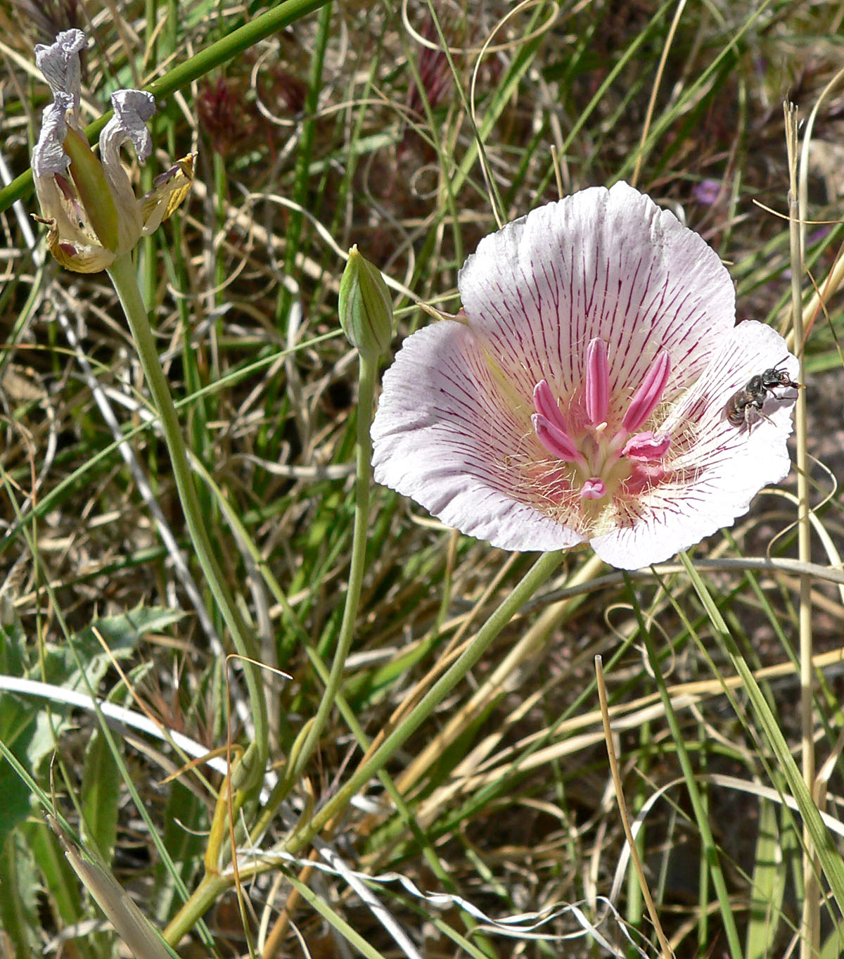 Alkali mariposa lily: Photo of Calochortus striatus (alkali Mariposa lily) in Calico Basin west of Las Vegas, Nevada