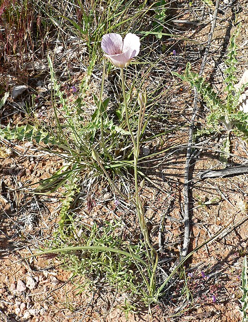 Alkali mariposa lily: Photo of Calochortus striatus (alkali Mariposa lily) in Calico Basin west of Las Vegas, Nevada