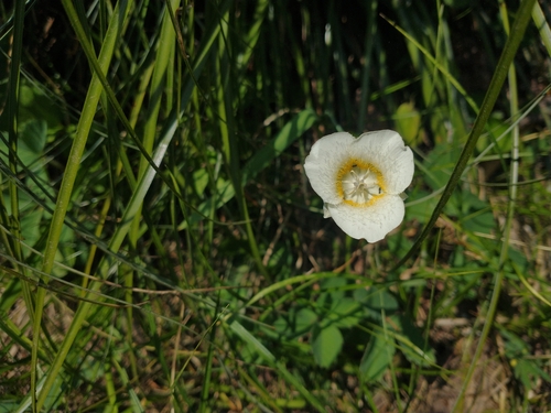 Subalpine mariposa lily (Calochortus subalpinus)